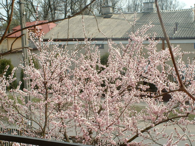 A morelka slicznie zakwitla...